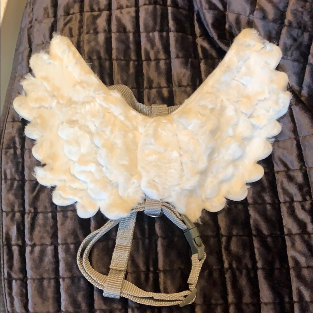 Angel wings for small dog 🐶